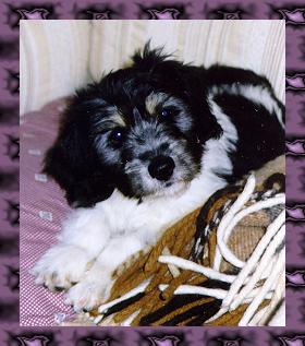 Sinclair's Anastazja