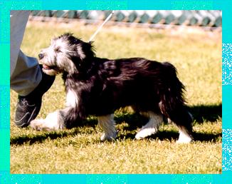 Best in Show - Jr. Puppy