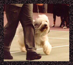 Elzbieta's Isa z Sinclair - January 3, 1998 - Group 1