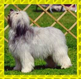 Elzbieta's Isa z Sinclair - March 16, 1998 - Group 2