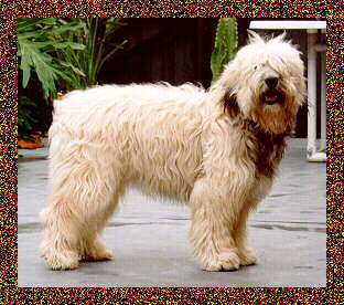 Elzbieta's Isa z Sinclair - 1 year old