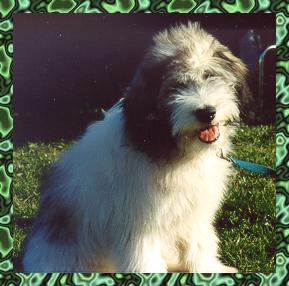 Jaspis Torbar z Sinclair