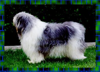 Von Marja's Kazimierz z Sinclair - 18 months