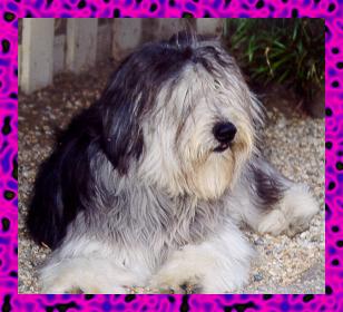 Sinclair's Elzbieta z Von Marja - 10 months