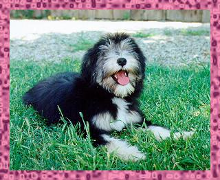 Elzbieta's A Star Is Born