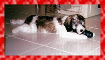 Betcinea's Sacha at 12 weeks old