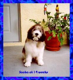 Betcinea's Sacha at 14 weeks old