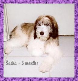 Betcinea's Sacha at 5 months old