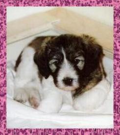 Betcinea's Sacha at 6 weeks old